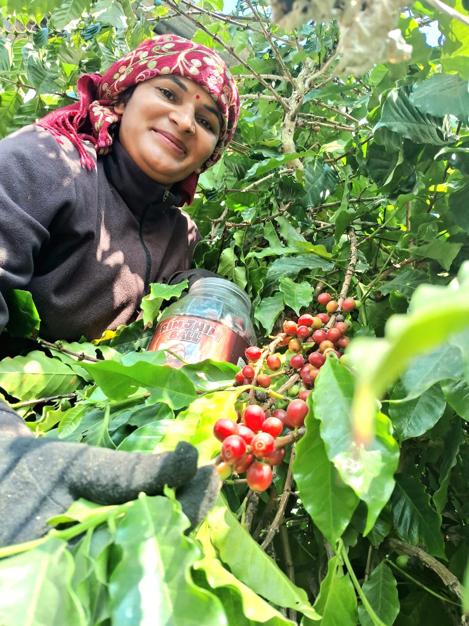 Coffee harvesting